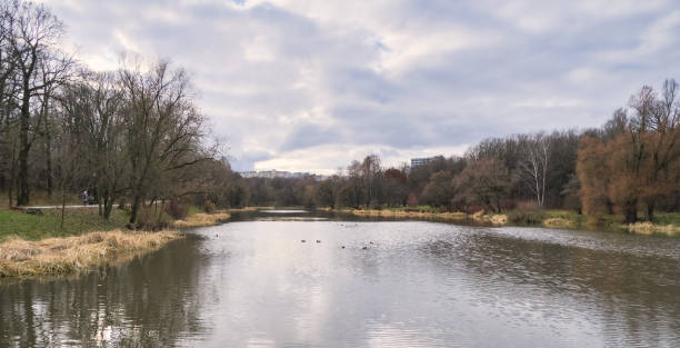 istock small pond in a city park with wild ducks 1947765660