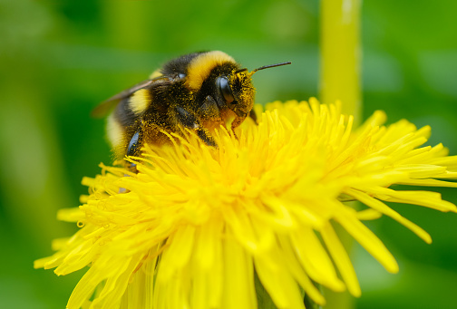 Bumblebee in pollen on a yellow dandelion on a blurred green background. Shallow depth of field