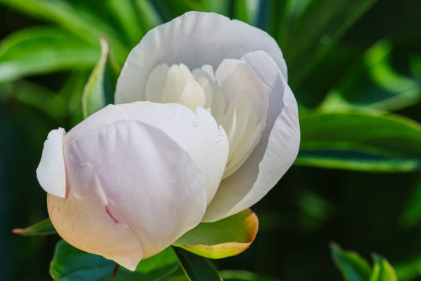Pink White flower peonies bloom in summer garden on blurry background. Shallow depth of field