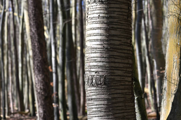 Jasmund National Park primeval forest at spring, Rugen island, Germany