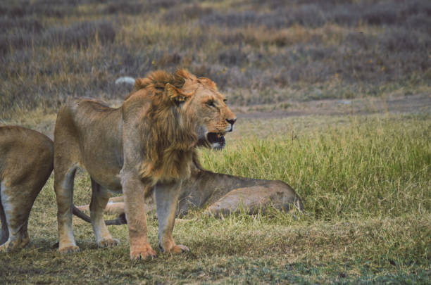 istock a large lion walking through tall grass next to other animals 1947796412