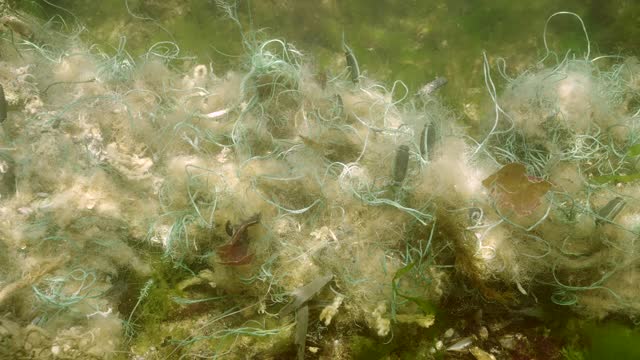 Close-up panning, Lost fishing net lies on seabed in green algae Ulva on bright sunny day in Black sea, Ghost gear pollution of Seas and Ocean, Slow motion, Camera moves to right sede along nets