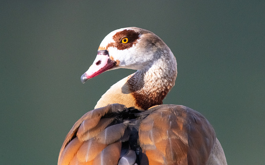 Close-up of an Egyptian goose