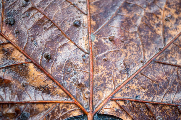 istock Close-up of leaf veins 1947815344