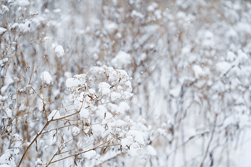 Nature covered in snow