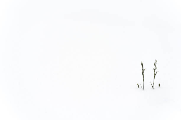 Winter in the nature. Minimalism. Grass over the cover of snow with lots of empty space. Winter storytelling