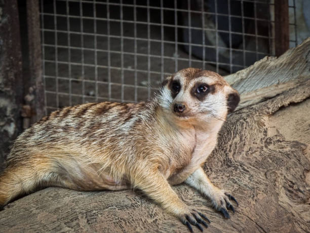 Erdmännchen auf einem Hügel