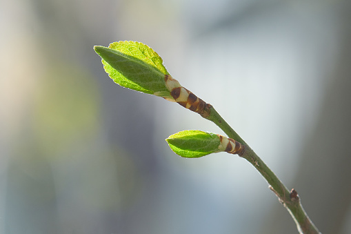 The branch with green  leaves on a blurred background in the sunlight. Fresh young spring leaves. Shallow depth of field. Copy space