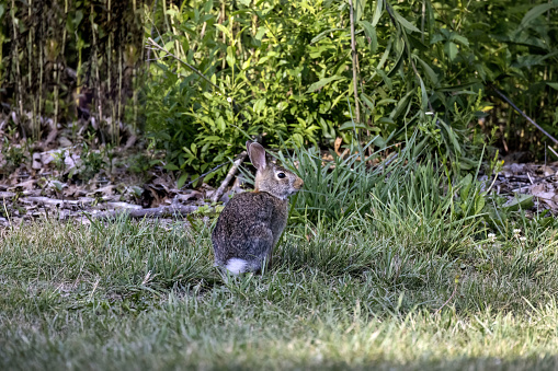 Cottontail rabbits (Lepus sylvaticus) The wild rabbit grazing in the meadow