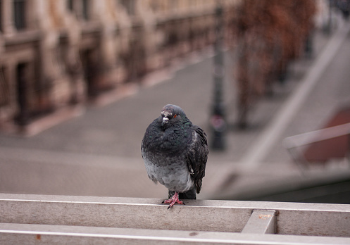 the pigeon is crouched on the street, the pigeon is dozing