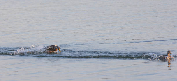 istock Two ducks (anatidae) swimming in a lake chasing each other 1947903820