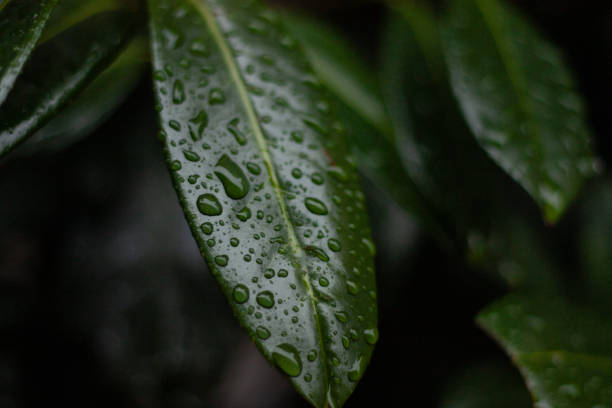 green plant leaves close-up with water drops