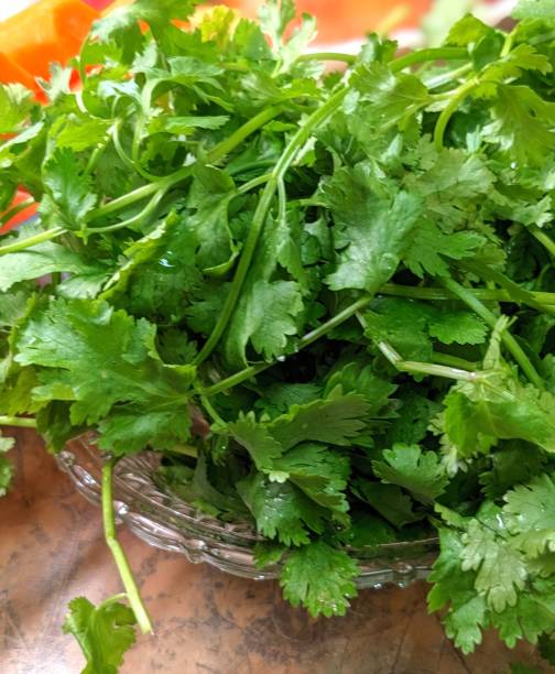 istock Close-up of Organic Cilantro 1947904355