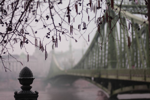 view through the trees of the Freedom Bridge Budapest
