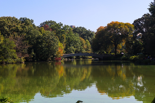 Trees in Central Park with reflection over lake in New York