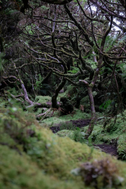 istock dense green rainforest with laurel in Terceira island 1947923994