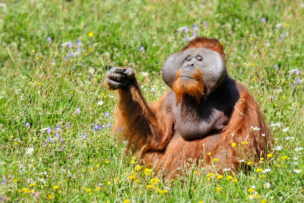 Male Bornean Orangutan (Pongo pygmaeus) with fun expression sitting in greenery
