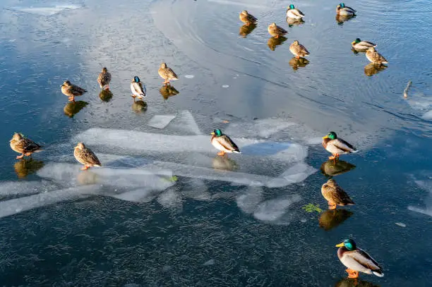 Winter scene with many ducks on the frozen Dahme river in Berlin Koepenick.