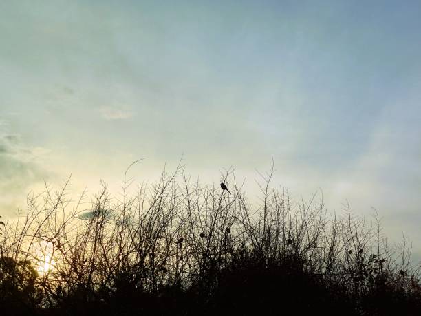 istock Sunrise Bird and Clouds 1947951522