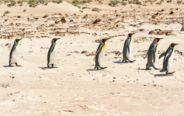 istock Volunteer Point, Falkland Islands 1947962965