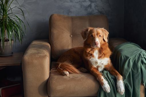 A Nova Scotia Duck Tolling Retriever dog reclines languidly on a tan armchair,