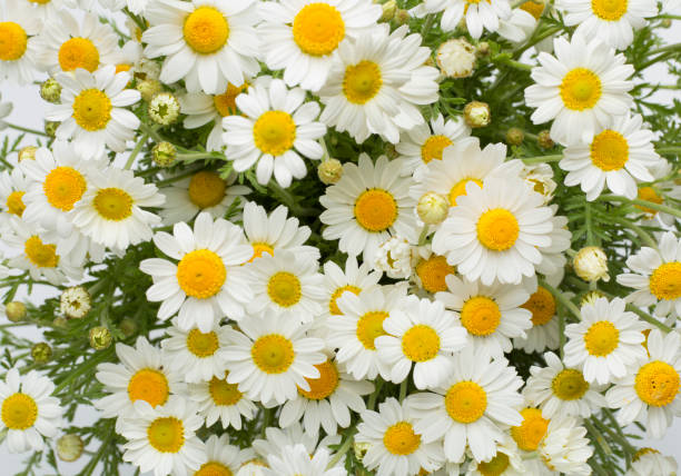 istock Camomile flowers as background, top view 1947965092
