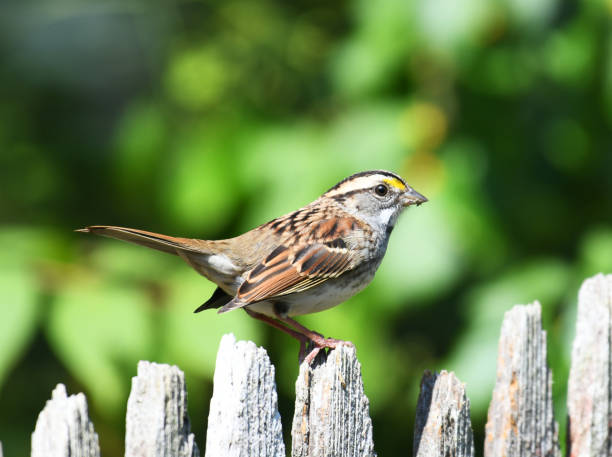 istock sparrow standing on wooden fence in backyard 1947970748