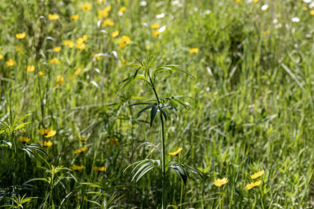 istock Yellow flowers on blooming forest meadow 1947972446