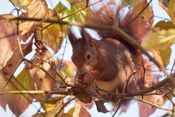 Eurasian red squirrel eating walnut Eurasian red squirrel eating walnut (Sciurus vulgaris) hiding eurasian red squirrel (sciurus vulgaris) stock pictures, royalty-free photos & images