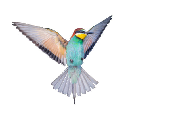 istock colorful bird, bee-eater in flight, isolated on white 1948030729