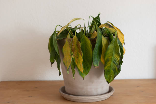istock Dead houseplant with too much watering 1948036512