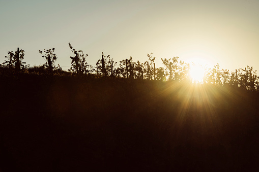 Morning Sunrise Vineyard, California