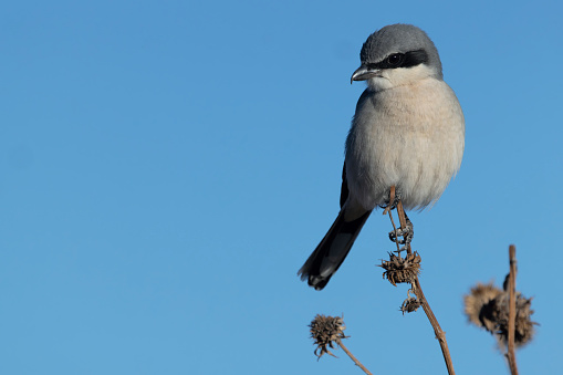 Black masked Loggerhead Shrike is a swift hunter, a perched, wild bird scanning its Southwest habitat in winter; horizontal image with blue copy space on left;