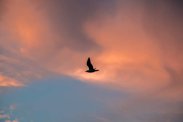 istock A seagull flying at sunset and pink clouds behind it 1948075459