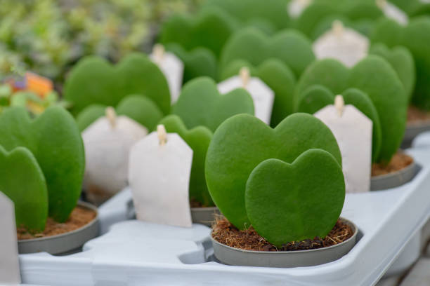 istock Rows of heart shaped succulants in small pots in a plant nursery 1948075475
