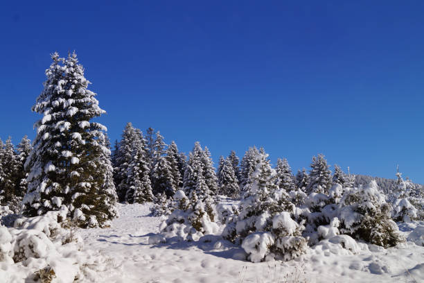 istock Pine Trees Under The Snow On The Mountain 1948076010