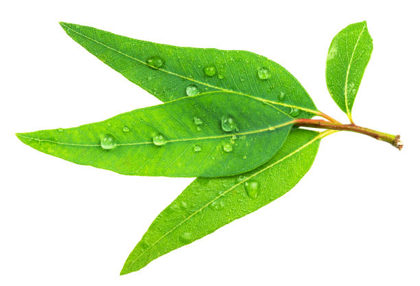 istock Fresh green Eucalyptus leaves isolated on white background. File contains clipping path. 1948094393