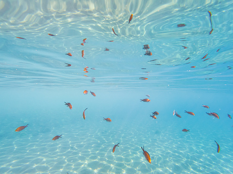 Underwater Scene