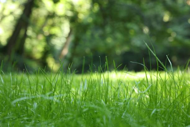 istock Beautiful lawn with green grass outdoors, closeup 1948123496