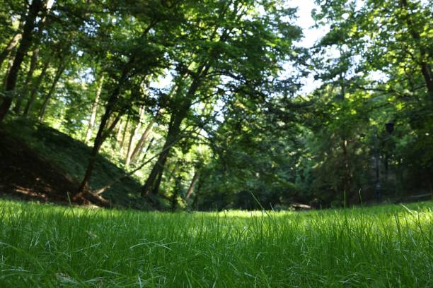 istock Beautiful lawn with fresh green grass among trees on sunny day, low angle view 1948128113