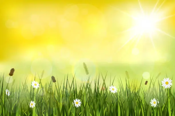 Vector illustration of Summer background, landscape with yellow sunshine