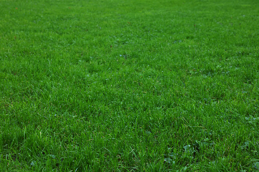 Beautiful lawn with vibrant green grass outdoors