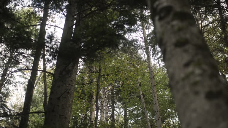 Beauty of nature, details of a tree trunk in a serene forest setting.