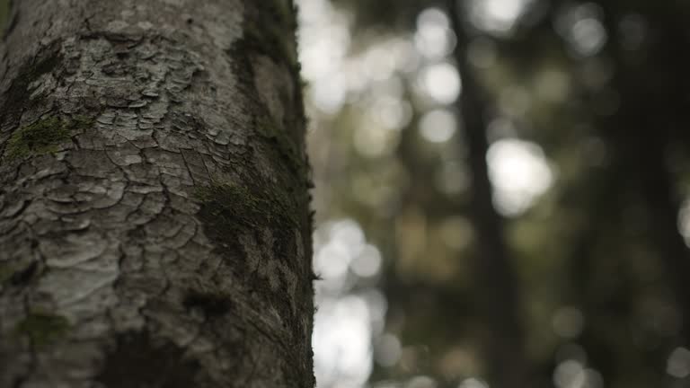 Beauty of nature, details of a tree trunk in a serene forest setting.