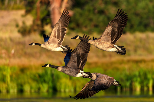 Canada geese flying over a reedbed in Gosforth Park Nature Reserve.