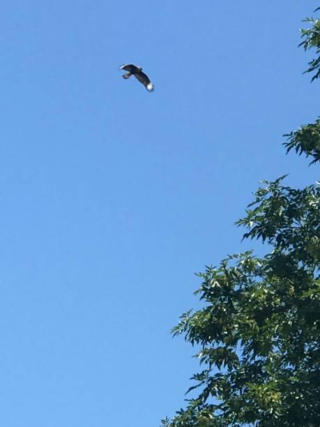 istock bird of prey flying in the sky 1948167231