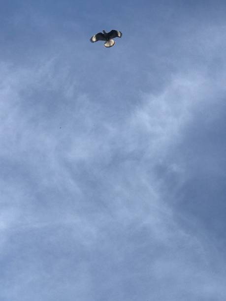 istock bird of prey flying in the sky 1948167232