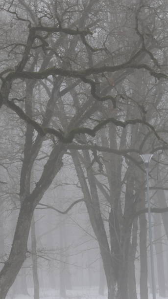 istock Haze forest in the fog 1948175060