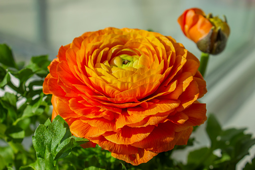 Close up shot of a beautiful orange blossoming ranunculus bud in the field. Persian buttercup flower at springtime blooming season. Flower background.