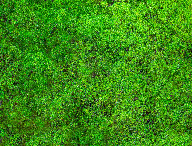 istock green moss, green natural background 1948213144